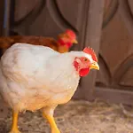 Casa Pitoresca - Refugio Esposende